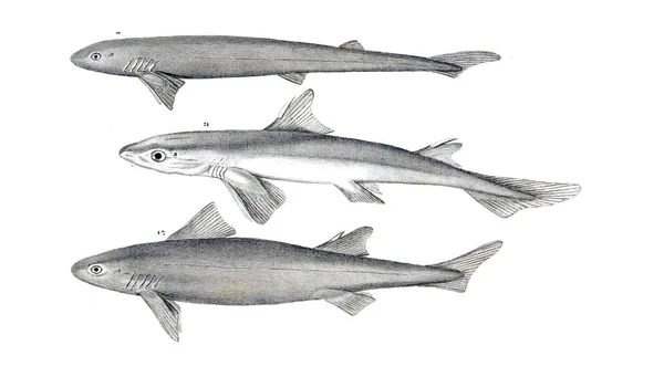 Ilustração Tubarão Imagem Antiga — Fotografia de Stock