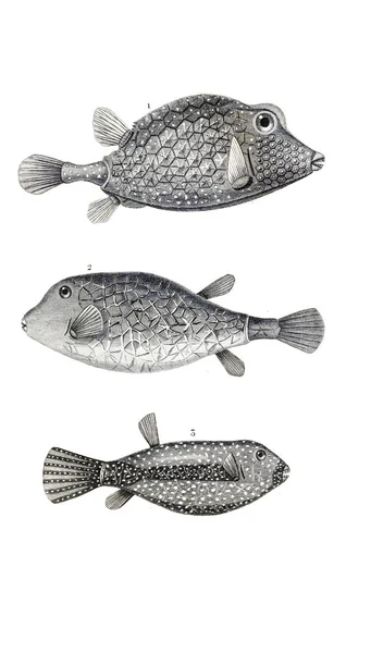 Ilustração Peixes Imagem Antiga — Fotografia de Stock