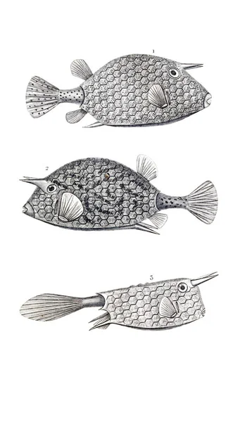 Illustration Fish Old Image — Stock Photo, Image