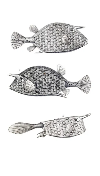 Ilustração Peixes Imagem Antiga — Fotografia de Stock