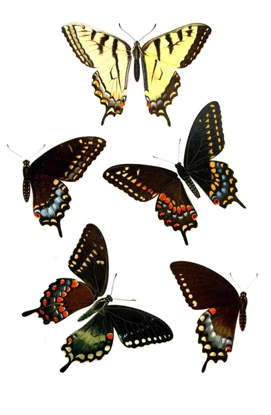 Illustration Insects Old Image — Stock Photo, Image