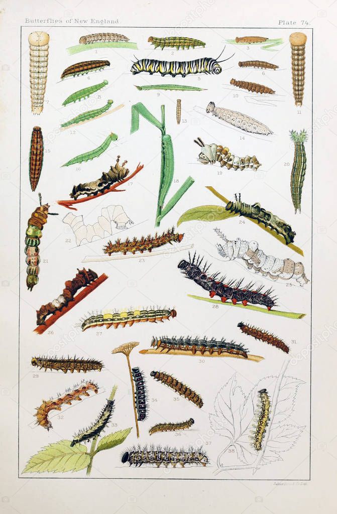 Illustration of insects. Old image