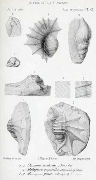 Ilustrarea Fosilelor Imagine Veche — Fotografie, imagine de stoc