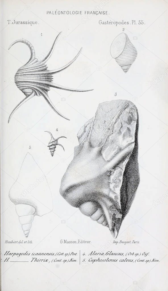 Illustration of fossils. Old image