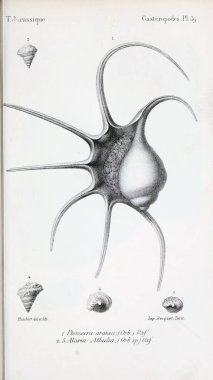 Fosiller Illustration. Eski resim