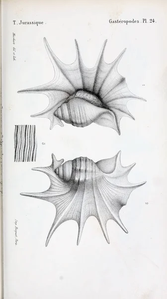 Illustrazione Fossili Vecchia Immagine — Foto Stock