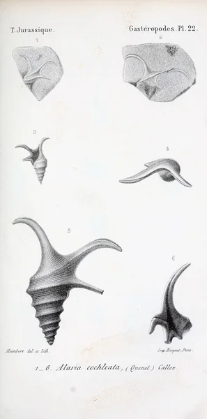 Ilustración Fósiles Imagen Antigua — Foto de Stock