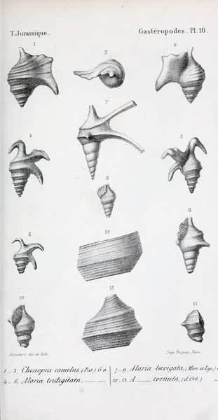 Εικονογράφηση Των Απολιθωμάτων Παλιά Εικόνα — Φωτογραφία Αρχείου