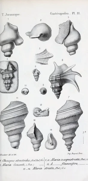 Illustration Von Fossilien Altes Bild — Stockfoto