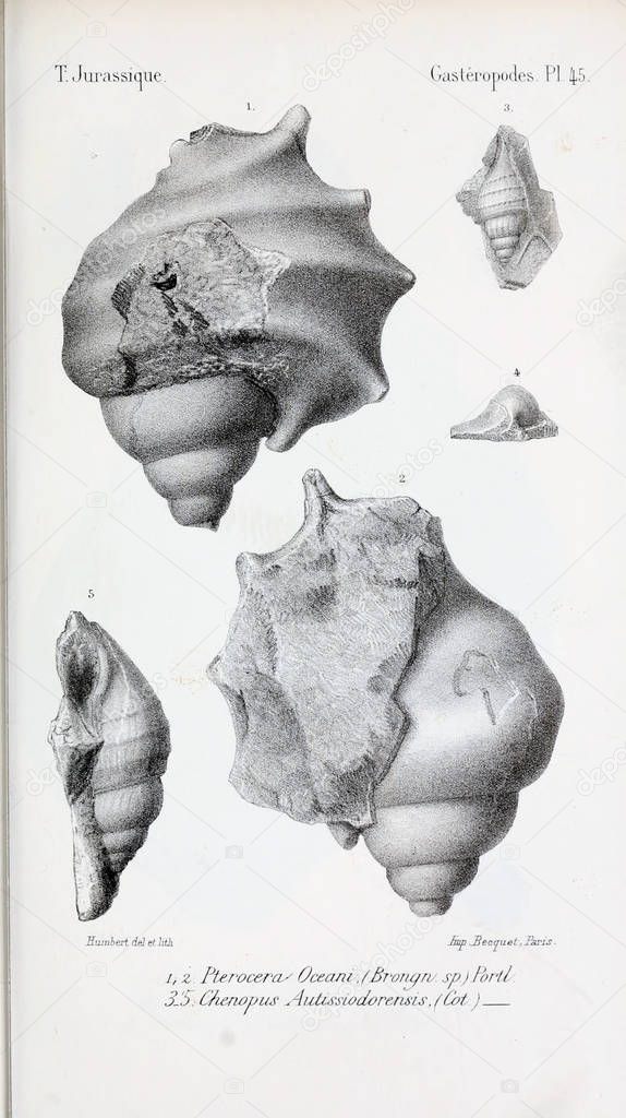 Illustration of fossils. Old image