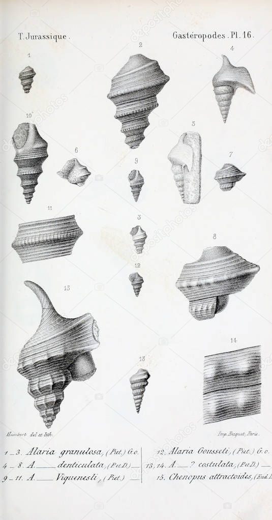 Illustration of fossils. Old image