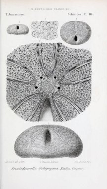 Fosiller Illustration. Eski resim