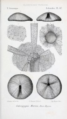 Fosiller Illustration. Eski resim