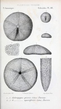 Fosiller Illustration. Eski resim