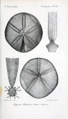 Fosiller Illustration. Eski resim