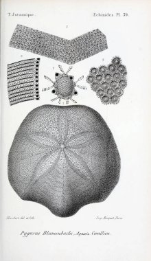 Fosiller Illustration. Eski resim