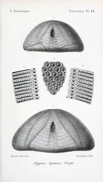 Illustration Von Fossilien Altes Bild — Stockfoto