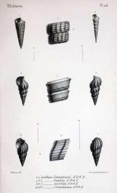 Fosiller Illustration. Eski resim