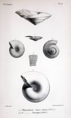 Fosiller Illustration. Eski resim