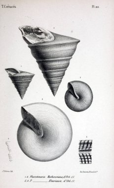 Fosiller Illustration. Eski resim