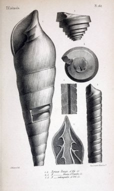 Fosiller Illustration. Eski resim