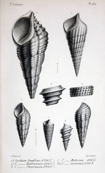 Illustration Fossil Gamla Bilden — Stockfoto