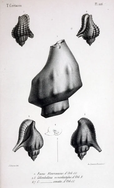 Illustrazione Fossili Vecchia Immagine — Foto Stock