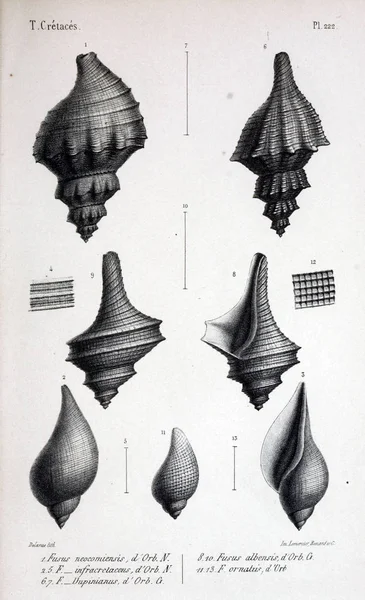 Illustration Von Fossilien Altes Bild — Stockfoto