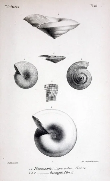 Иллюстрация Окаменелостей Старое Изображение — стоковое фото