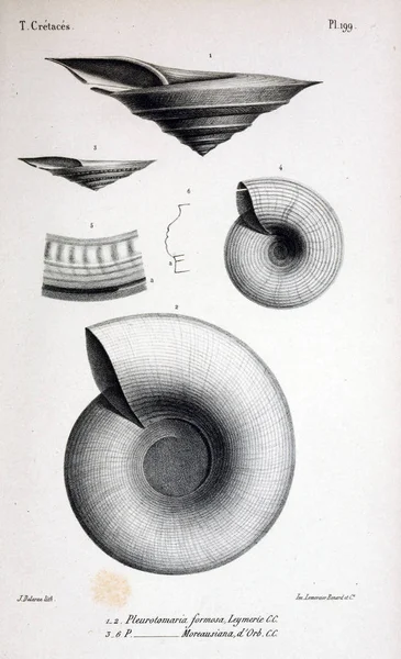 Fosiller Illustration Eski Resim — Stok fotoğraf