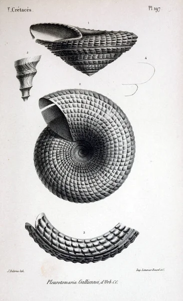 Illustratie Van Fossielen Oude Beeld — Stockfoto