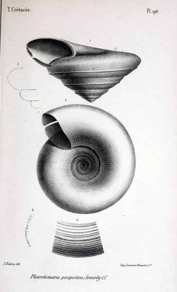 Иллюстрация Окаменелостей Старое Изображение — стоковое фото