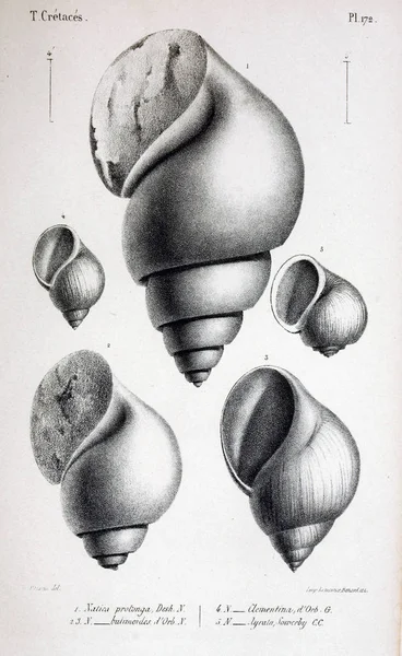 Illustrazione Fossili Vecchia Immagine — Foto Stock