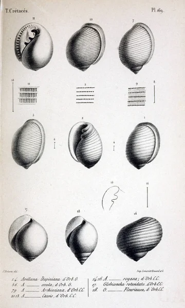 Illustration Von Fossilien Altes Bild — Stockfoto