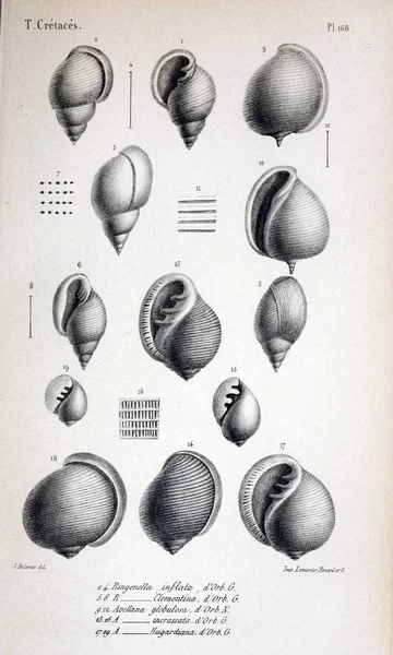 Illustration Von Fossilien Altes Bild — Stockfoto