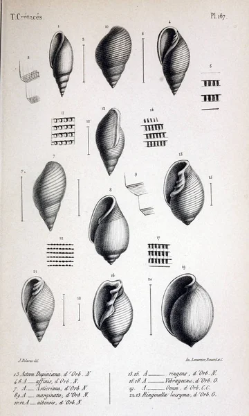 Illustration Fossil Gamla Bilden — Stockfoto