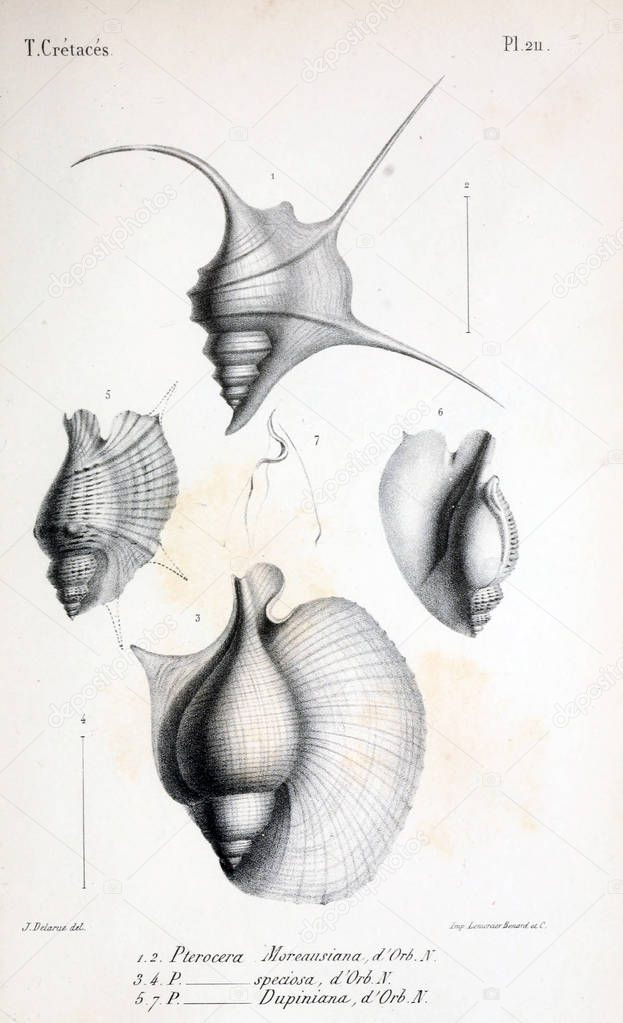 Illustration of fossils. Old image