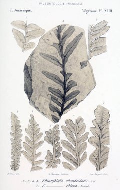 Fosiller Illustration. Eski resim