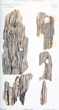 Fosiller Illustration. Eski resim