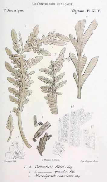 Illustration of fossils. Old image