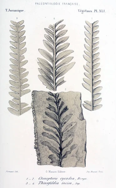 Illustration of fossils. Old image