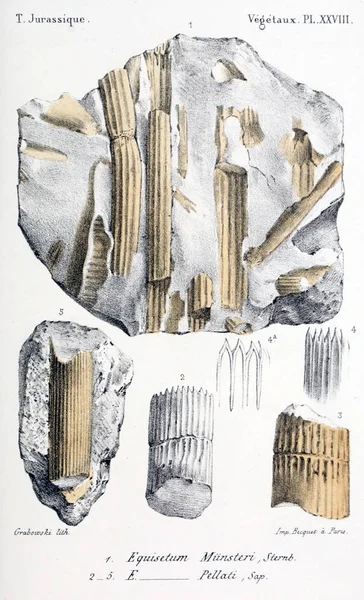 Illustration Fossils Old Image — Stock Photo, Image