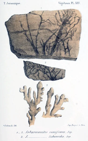 Ilustração Fósseis Imagem Antiga — Fotografia de Stock
