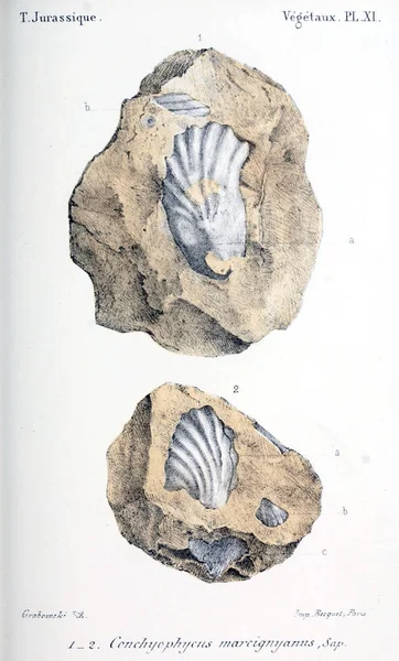 Illustration Fossils Old Image — Stock Photo, Image