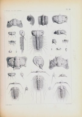 Fosiller Illustration. Eski resim