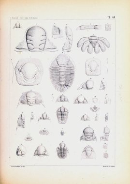 Fosiller Illustration. Eski resim