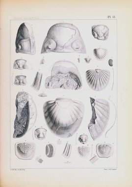 Fosiller Illustration. Eski resim