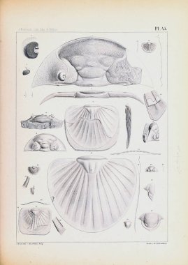 Fosiller Illustration. Eski resim