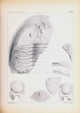 Fosiller Illustration. Eski resim