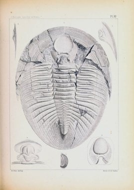 Fosiller Illustration. Eski resim
